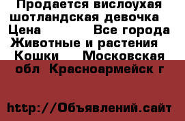 Продается вислоухая шотландская девочка › Цена ­ 8 500 - Все города Животные и растения » Кошки   . Московская обл.,Красноармейск г.